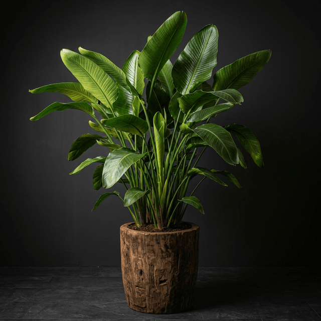 Transformação de foto de produto: de uma foto simples para uma imagem comercial profissional